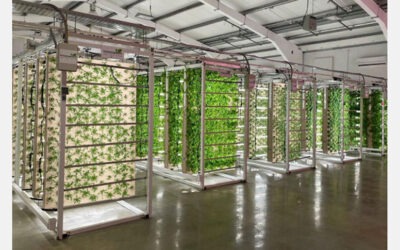 Innovation Agritech Group Successfully Launches Vertical Farming Solution